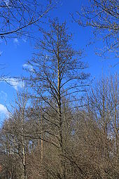 IKAl 20100330 Schwarz-Erle.jpg